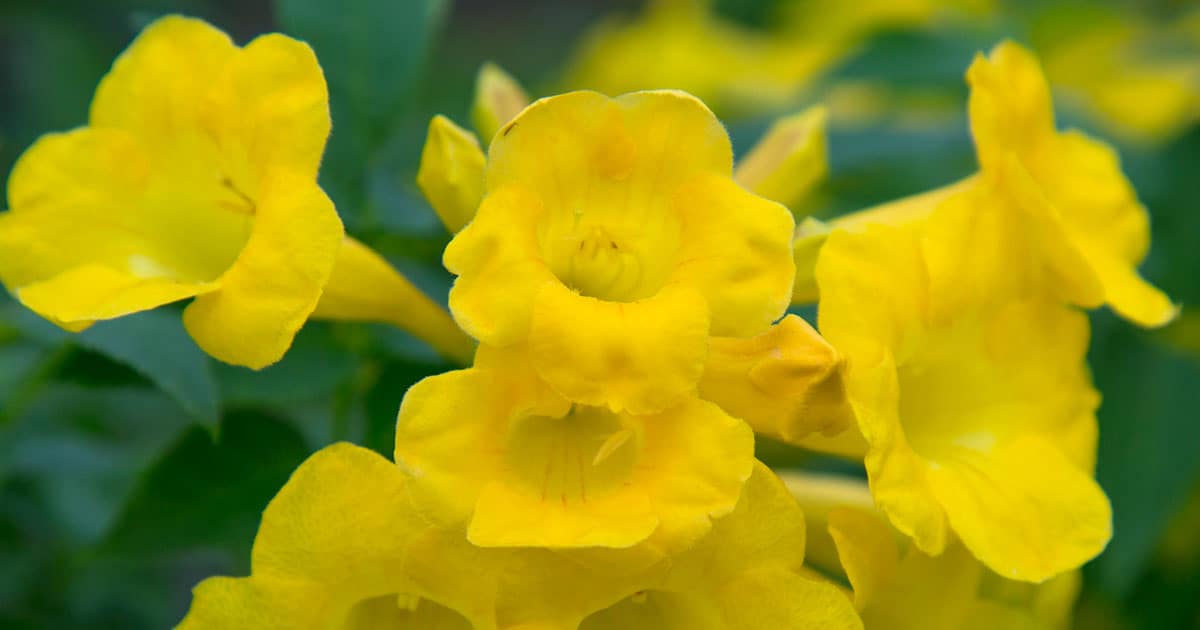 They’re just as sweet Alternatives to Rose Bushes 1200x6305