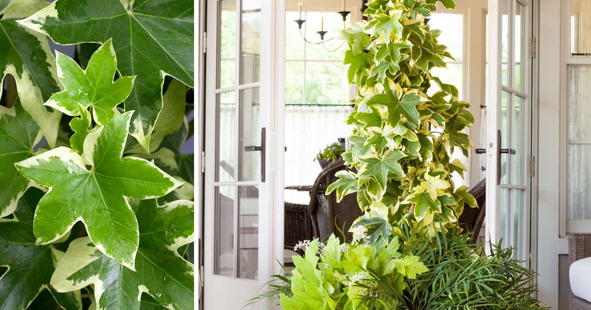 Ivy, with green leaves trimmed in cream