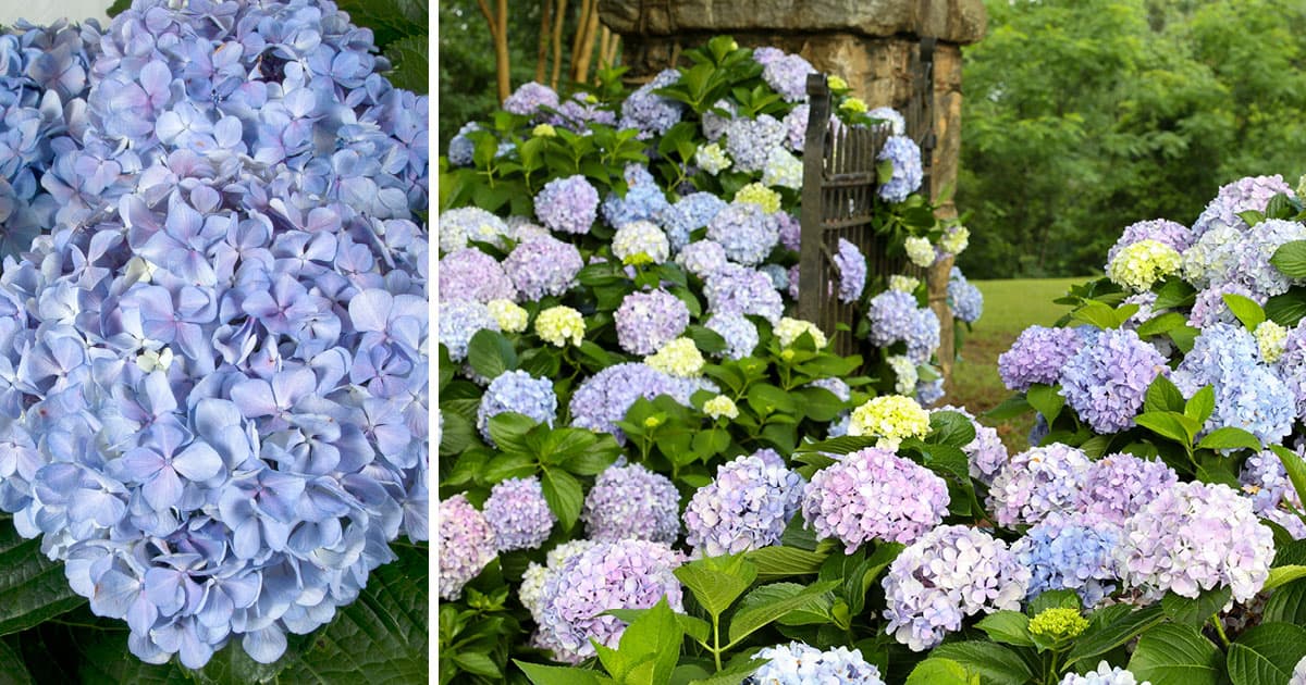 Light purple hydrangea with dark green leaves