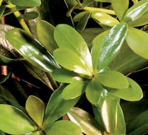 Bigfoot Cleyera with glossy green leaves