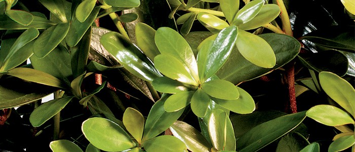 Bigfoot Cleyera with glossy green leaves