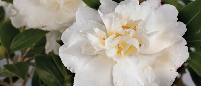 Close-up on informal double white blooms with yellow centers of Diana Camellia
