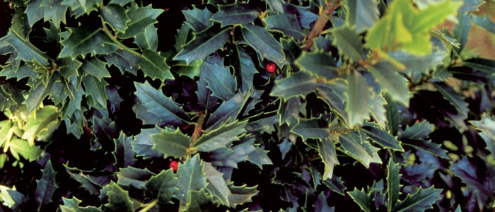 Close-up on dark green foliage of Oakland Holly sparsely speckled with red berries