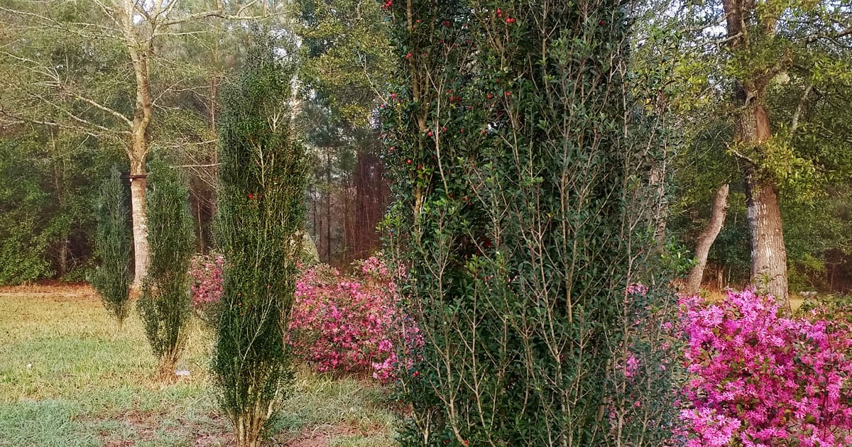 sky pencil holly with pink azaleas