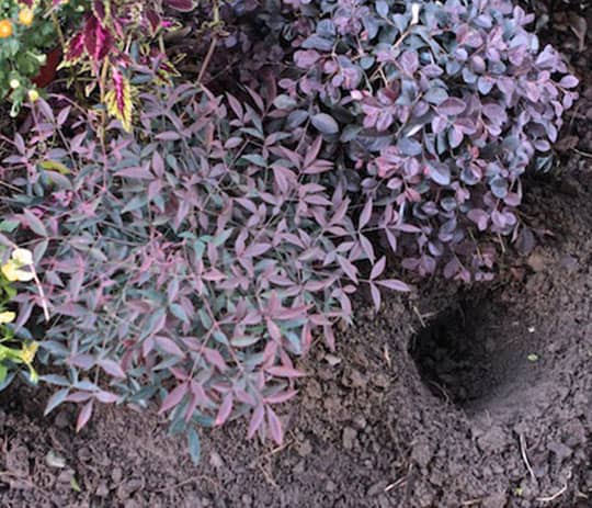 Trick or Treat Sidewalk Style 4