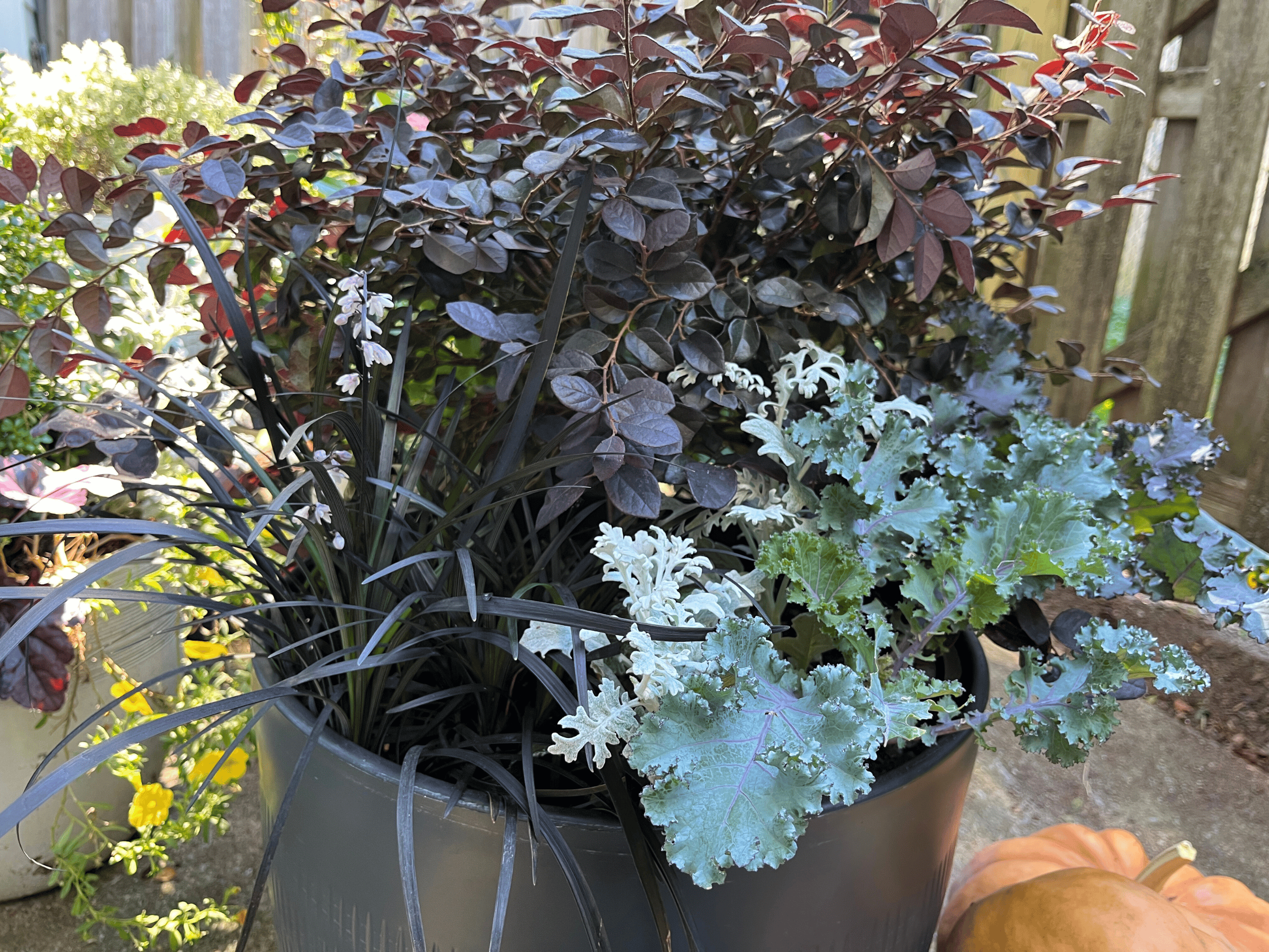 Close-up of a fall container garden featuring Purple Daydream® Loropetalum, Black Mondo Grass, Ornamental Kale, and Dusty Miller in a matte black pot. The rich foliage and soft textures create a dramatic, seasonal look ideal for Southern gothic garden designs.