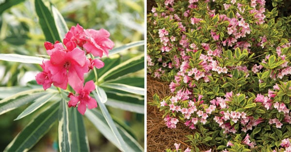 Variegated Foliage 2