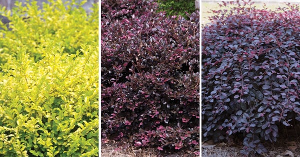 Variegated Foliage 3