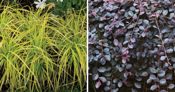 Variegated Foliage 4