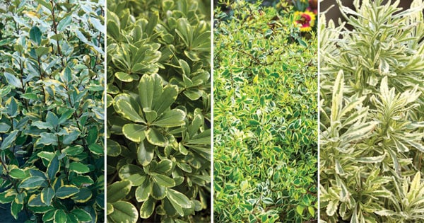 Variegated Foliage 5