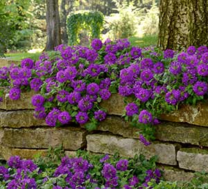 Verbena Endurascape Purple