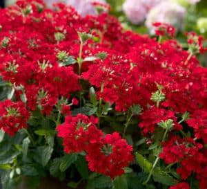 Red Verbena with dark green leaves
