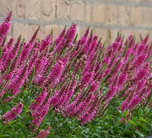 Veronica Beeline Petite Pink flowers