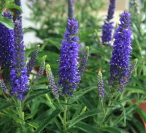 Dark purple flower spikes sit atop bright green foliage of Dark Moody Blues Veronica