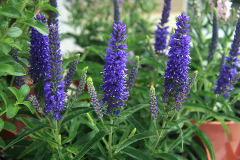 Dark purple flower spikes sit atop bright green foliage of Dark Moody Blues Veronica