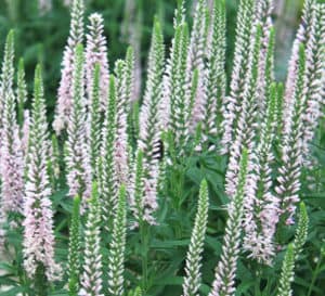 Light pink flower spikes sit atop bright green foliage of Pink Blues Veronica