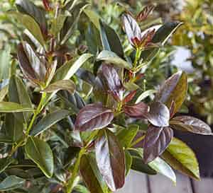 Sweet Viburnum Coppertop