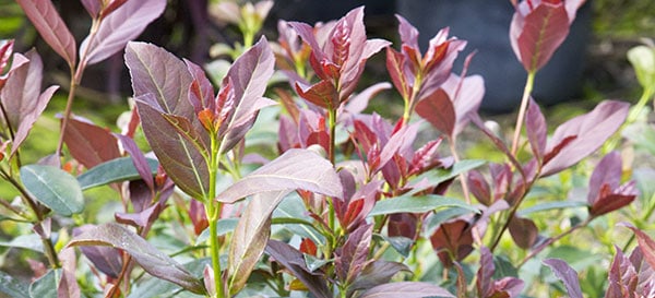 Viburnum Coppertop Habit X21A3126 600x273