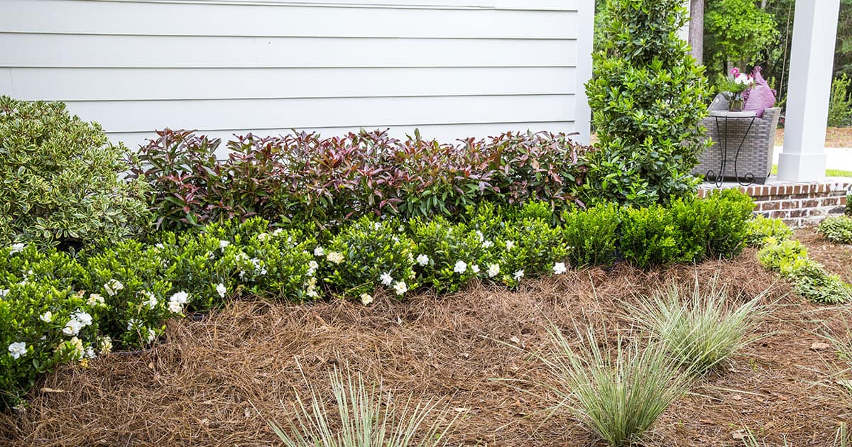 Viburnum Coppertop New Construction 180425 CopperTopCleyera0037 1200x630