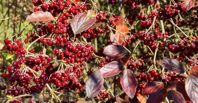 Fall foliage and berries of Snow Joey Sweet Viburnum
