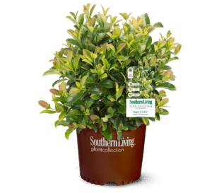 Sugar Cookie shrub in brown Southern Living Plant container with white background