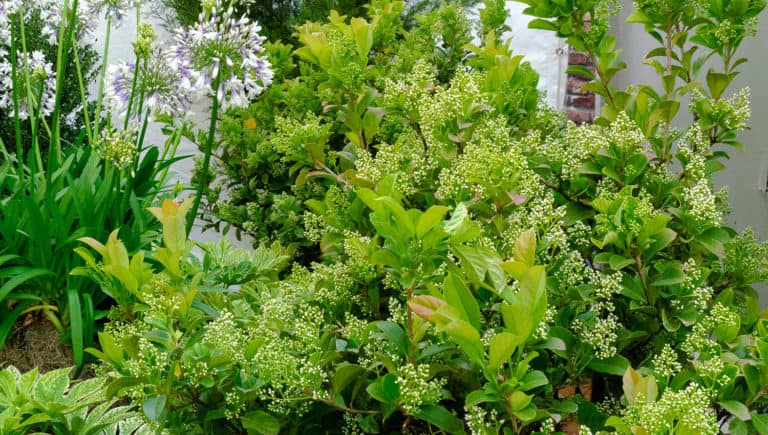 Sweet Viburnum easy care shrub offers interest each season. Lacy white flowers emerge in spring, followed by great fall color and bright red winter berries