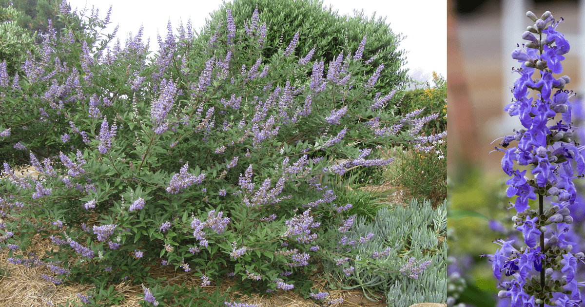 vitex summertime blues
