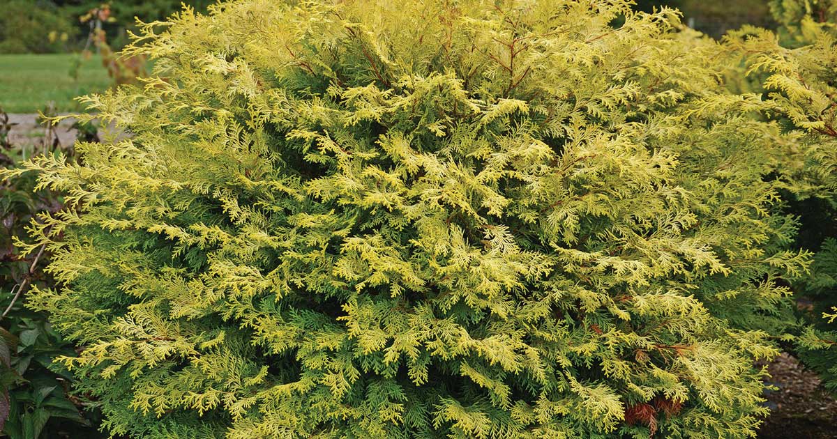 Night Light Chamaecyparis