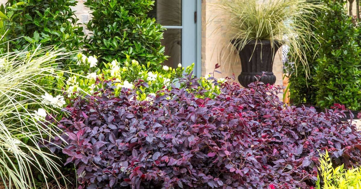 Red Diamond™ Midsize Loropetalum 