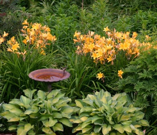 Water in the Garden 2