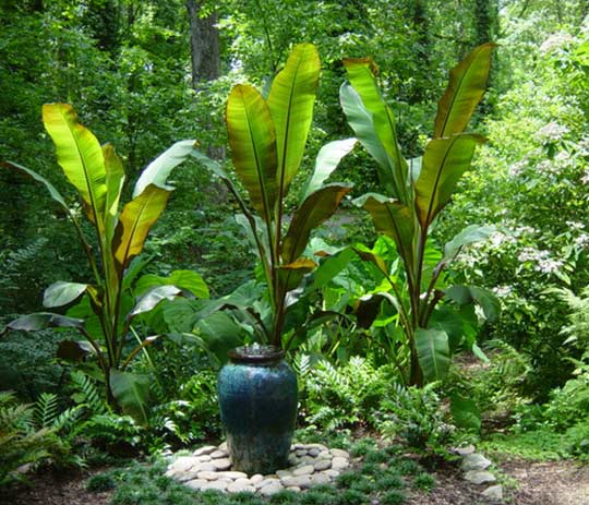 Water in the Garden 3