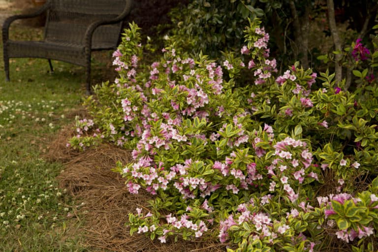 The light pink blooms and variegated yellow & green foliage on the large habit of Rainbow Sensation Weigela