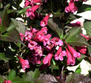 Weigela Shining Sensation with dark fuzzy leaves
