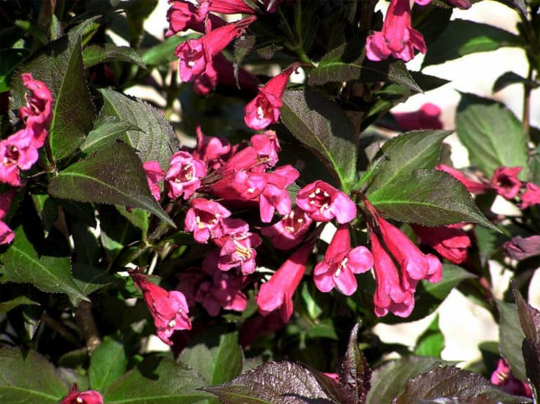 Weigela Shining Sensation with dark fuzzy leaves