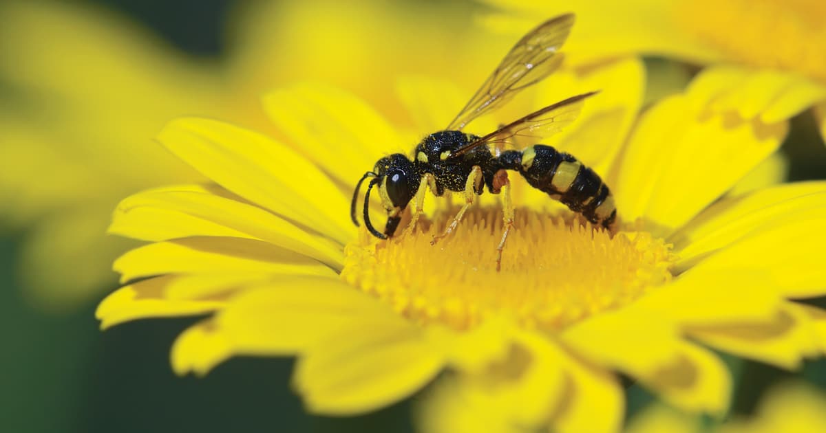 Black and yellow hornet pollinating a yellow Leucanthemum bloom