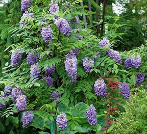 Dozens of grape-like purple flower clusters hang on Amethyst Falls Wisteria in a garden setting