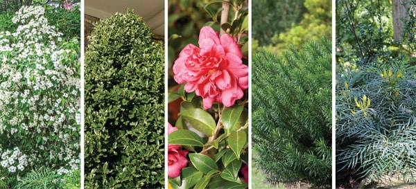 Photo collage of plants for year-round use