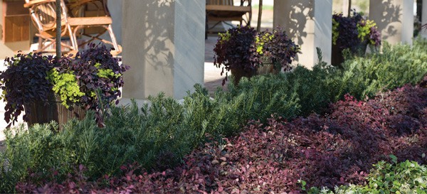 Yewtopia In Masse 600x273px A Soft Touch