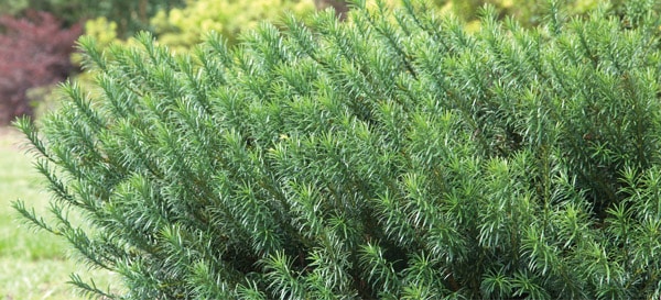 Yewtopia In Masse 600x273px Supporting Role