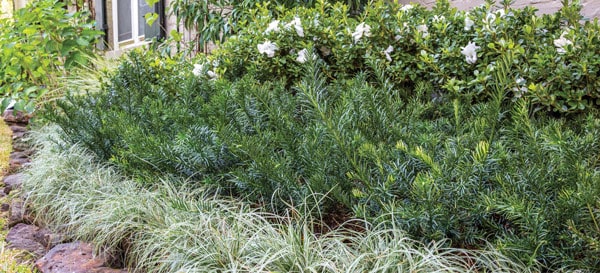 Yewtopia In Masse 600x273px Transitions