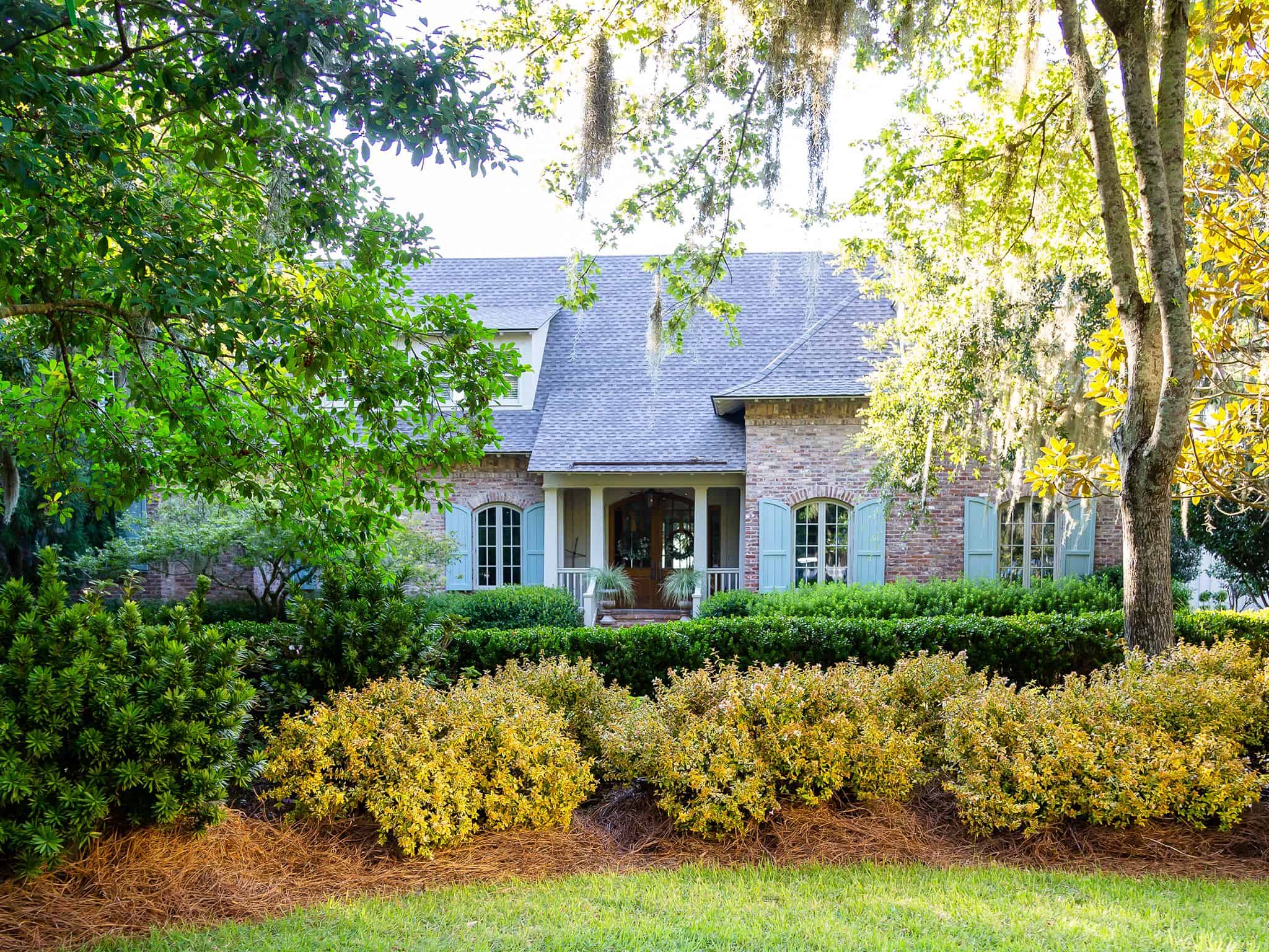 A house and abelia planted in a border