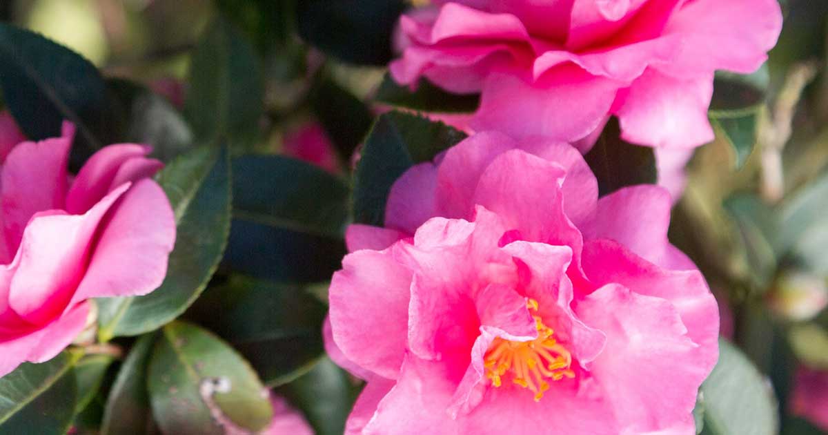 Alabama Beauty Gardenia