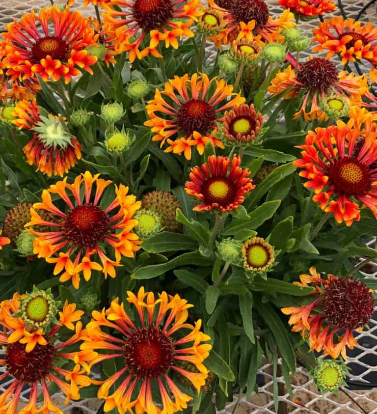 REALFLOR® Fanfare Amber Glow Gaillardia