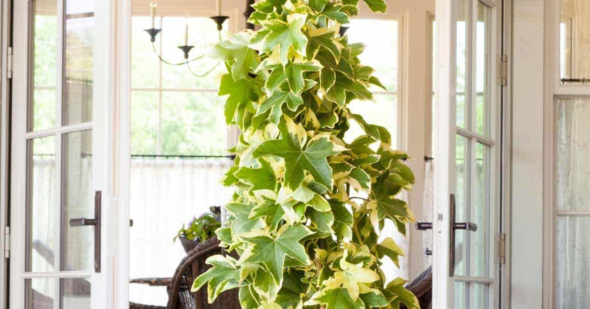 Angyo Star Fatshedera