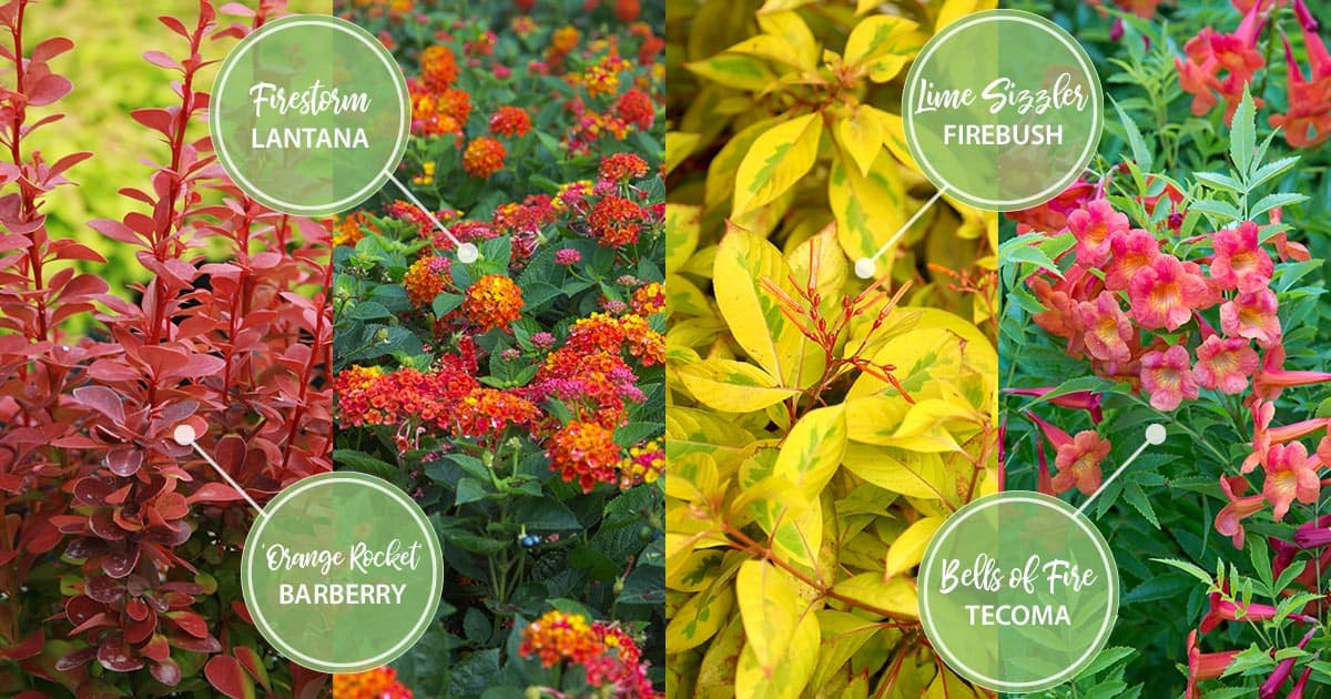 august twelve months of color