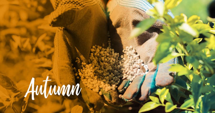 Gloved hands holding pearl fertilizer amongst foliage