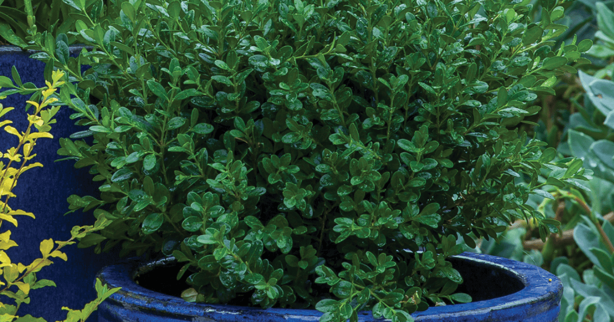A lush green plant with small leaves is growing in a blue pot. The leaves are covered with water droplets, indicating recent watering or rain.
