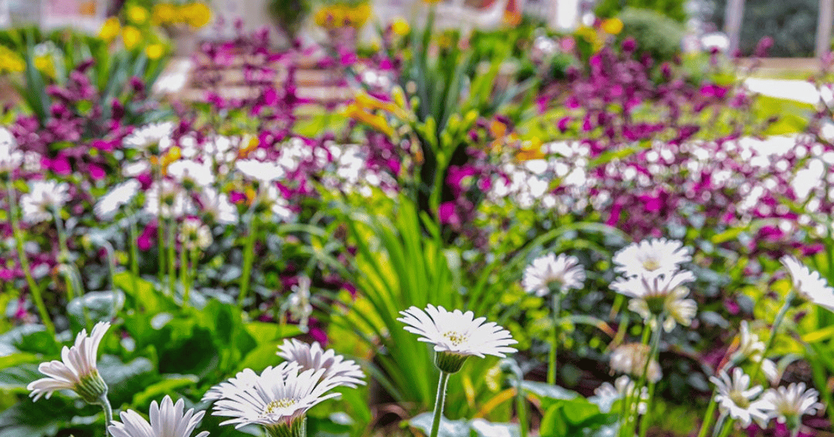 A vibrant garden filled with white and purple flowers, green foliage, and blooming plants.