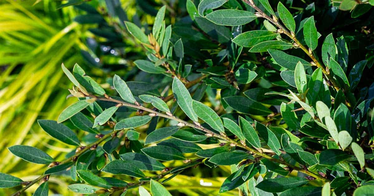 Bayou Bliss™ Distylium Close up