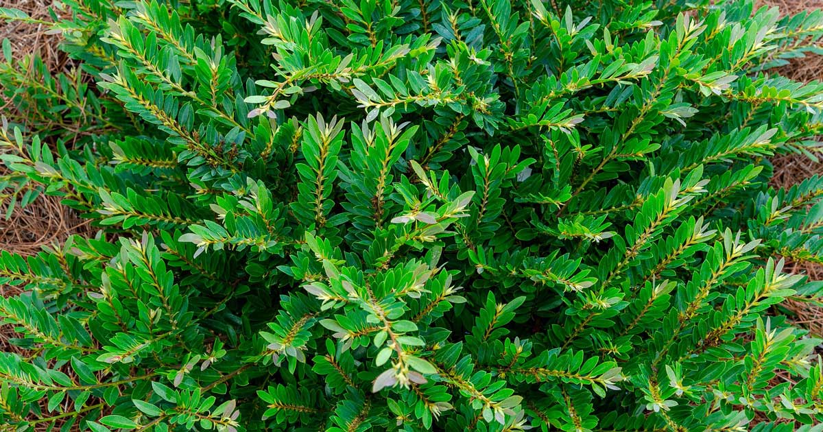 Bayou Bliss™ Distylium